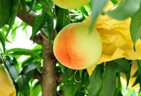 水果代理微信一手货源 各种微商水果货源点亮夏季